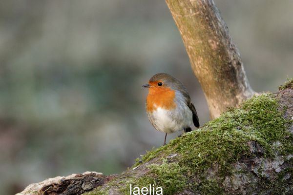 petit ami du jardinier le ROUGE GORGE