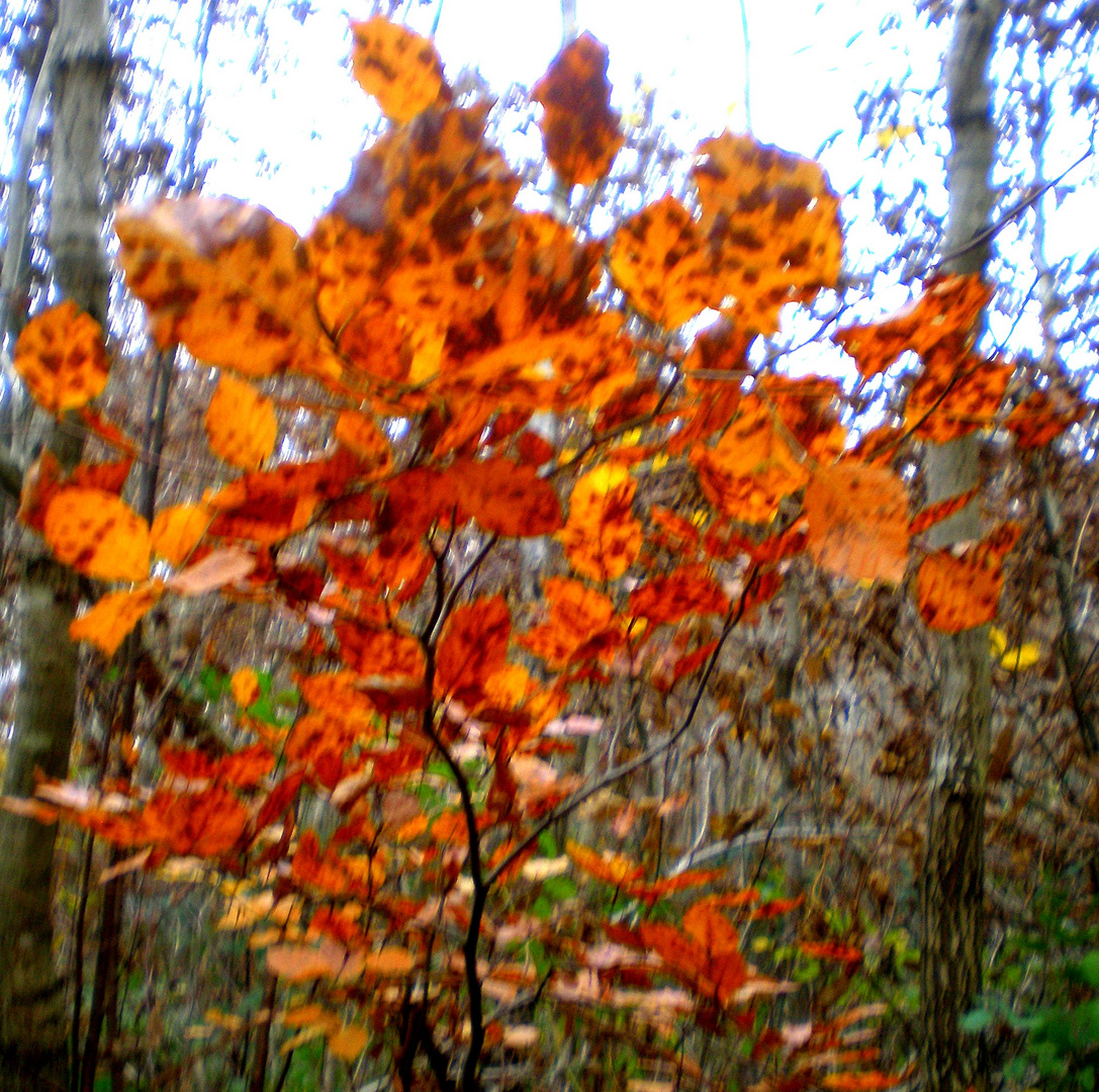 petit arbre en automne