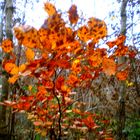 petit arbre en automne