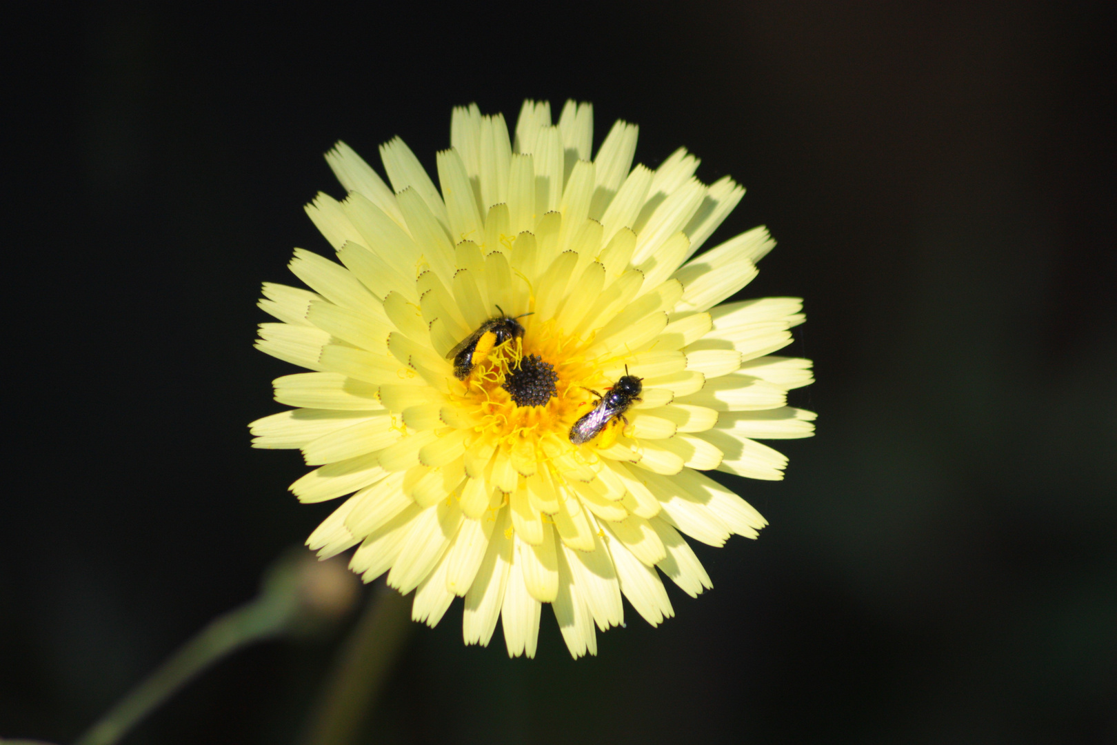 petit bain de fleur