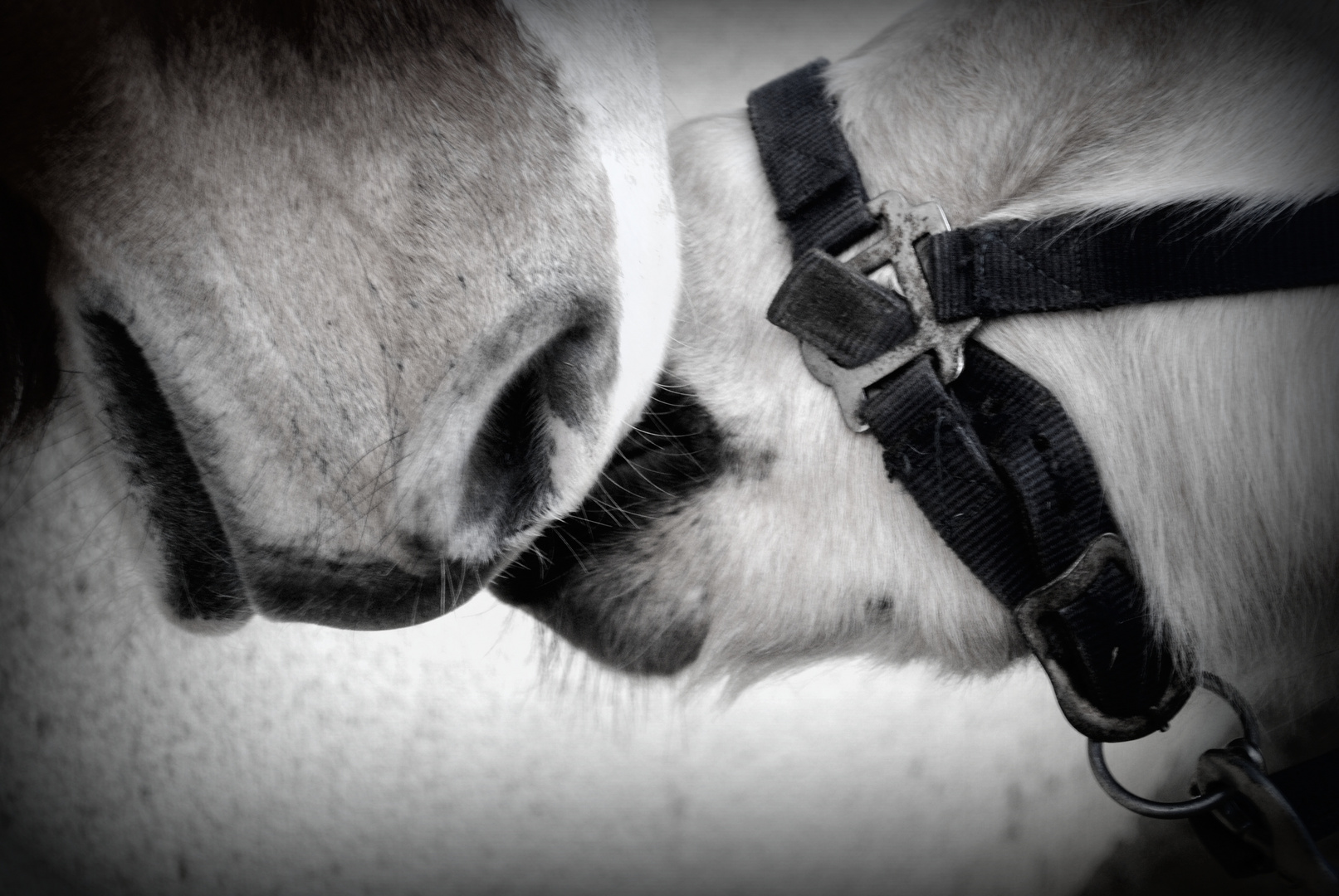 petit bisous entre poneys