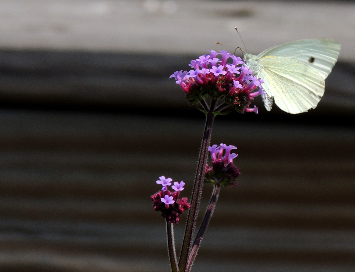 petit blanc