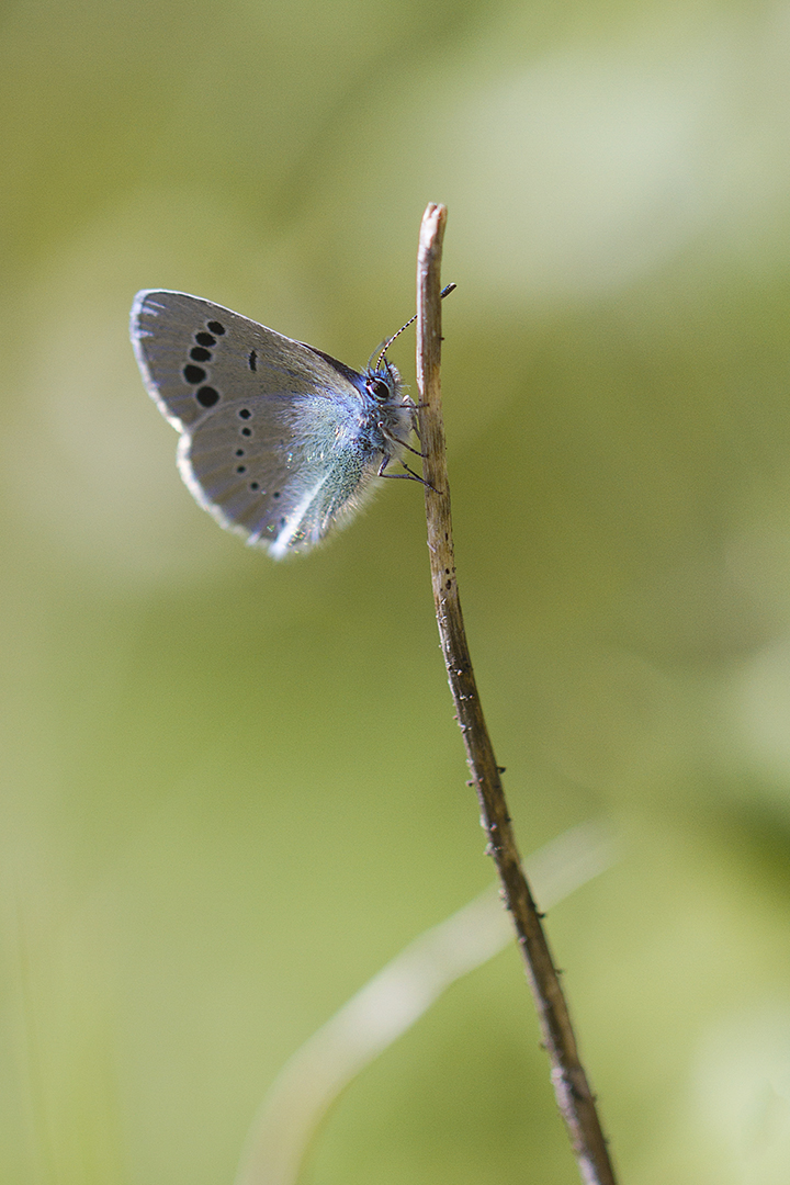 Petit bleu