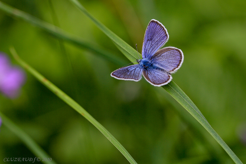 petit bleu