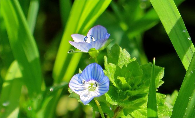 ... petit + bleu !!!..