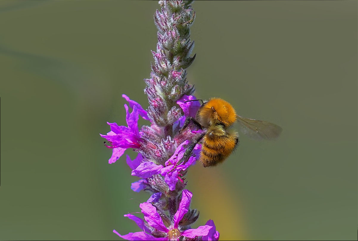 Petit bourdon