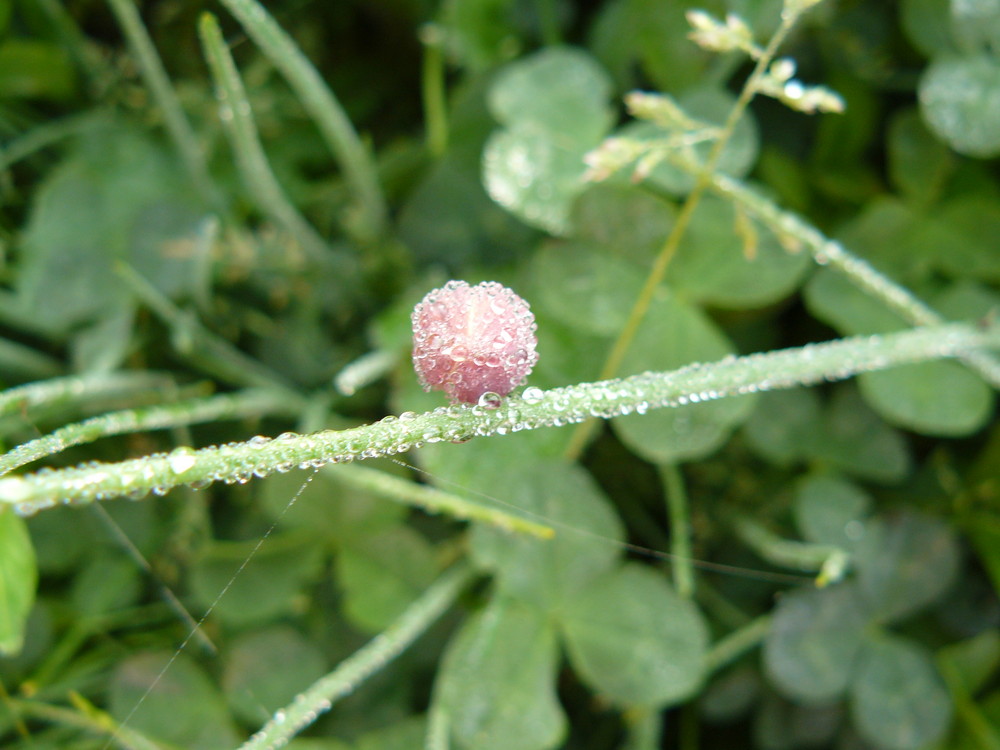 Petit bourgeon