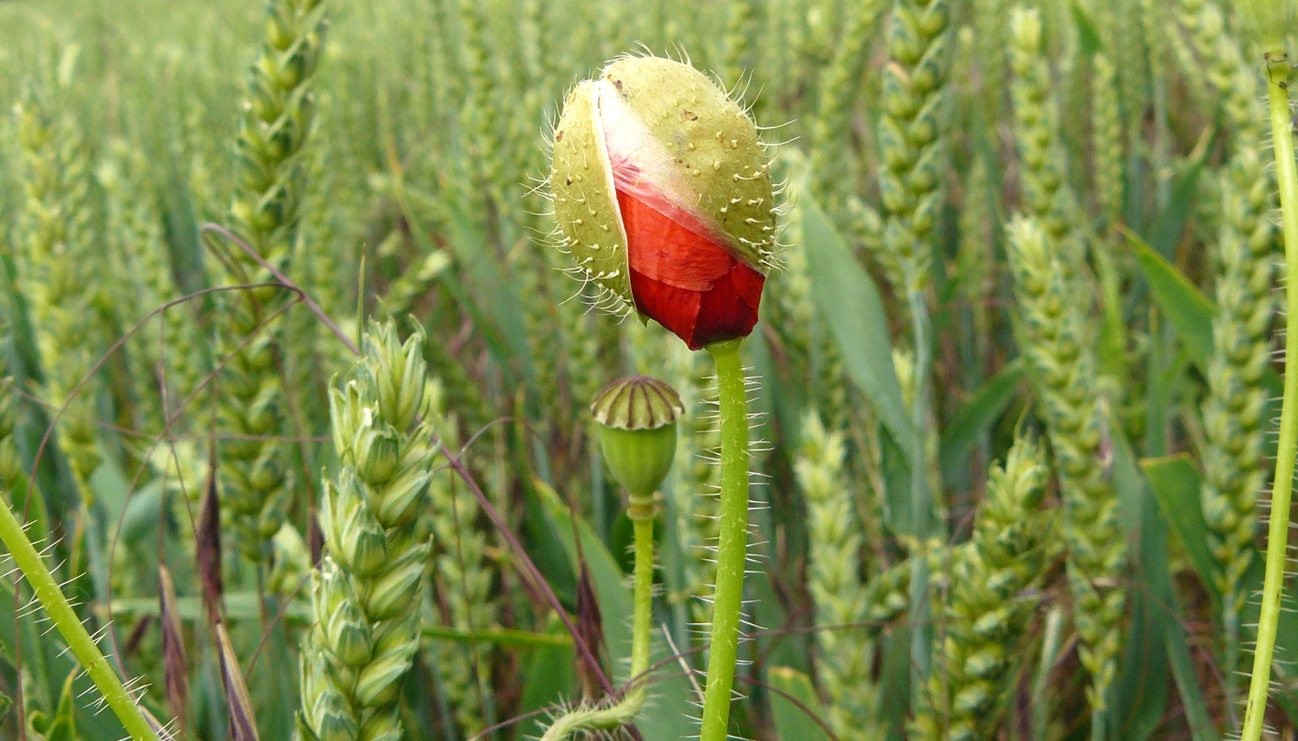 Petit bourgeon