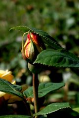 PETIT BOUTON DE ROSE