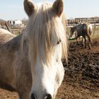 Petit camargais en Petite Camargue