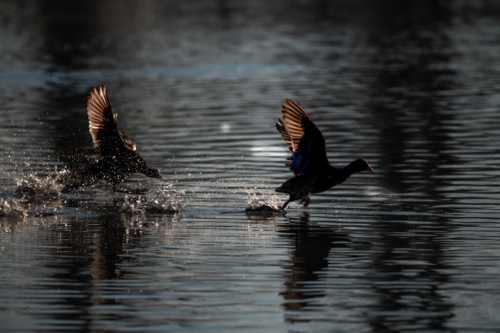 Petit Camargue 