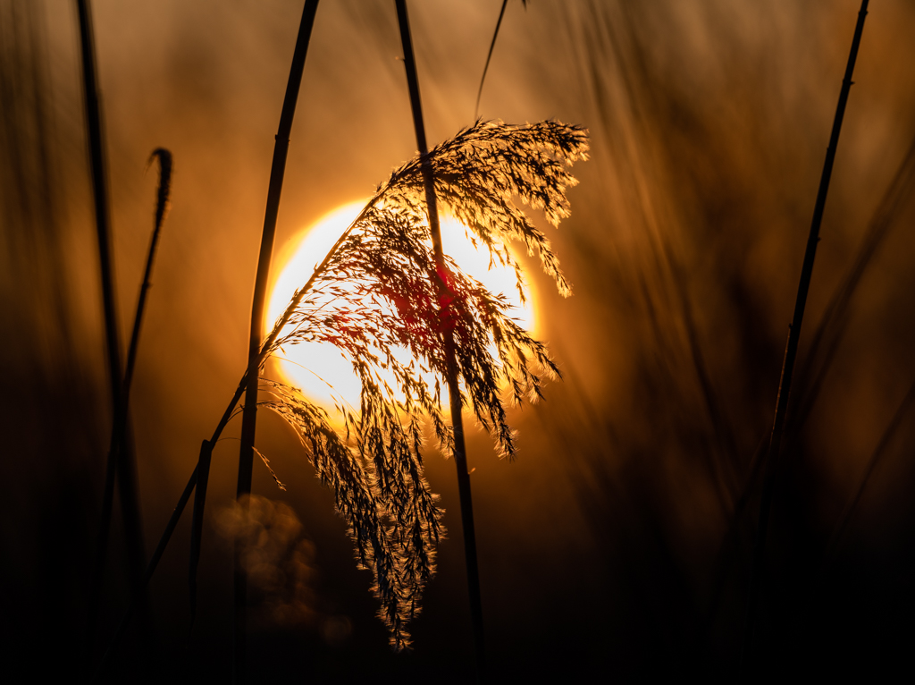 Petit Camargue 