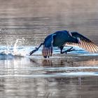 Petit Camargue 