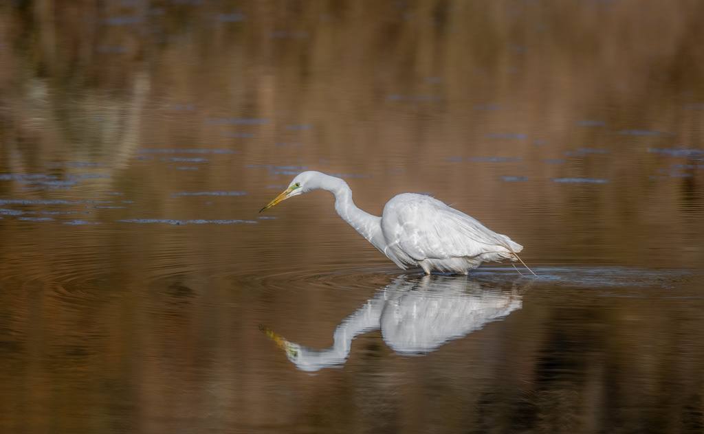 Petit Camargue 