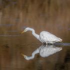 Petit Camargue 