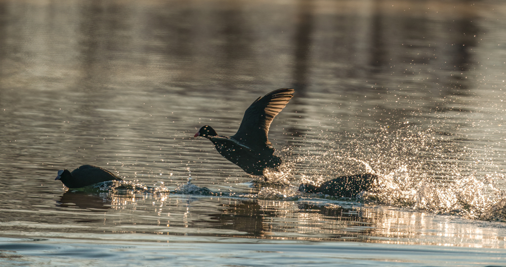 Petit Camargue 