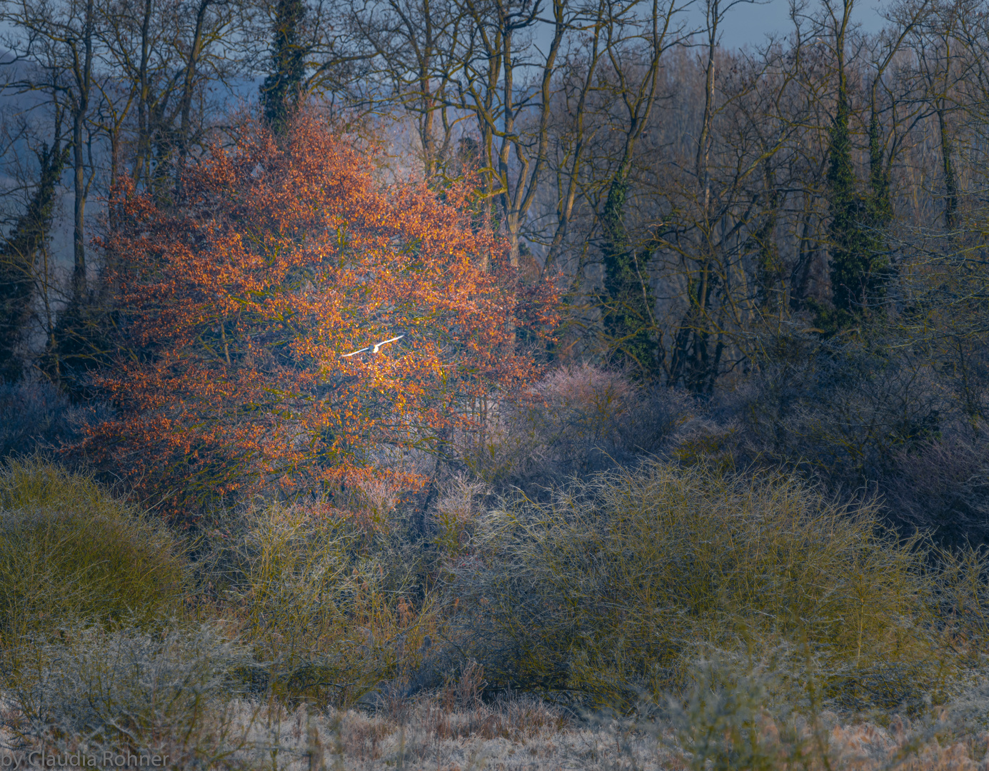 Petit Camargue