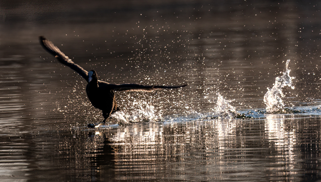 Petit Camargue 