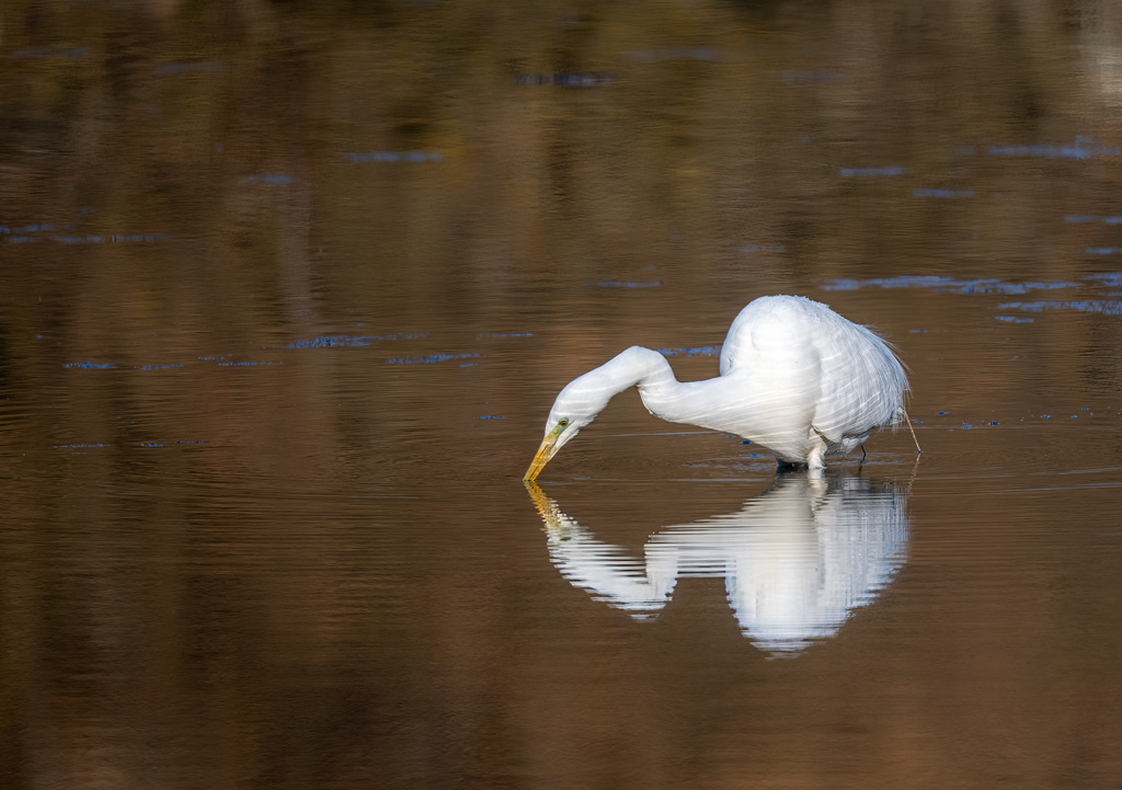 Petit Camargue 