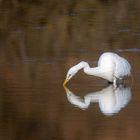 Petit Camargue 