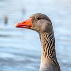 Petit Camargue 