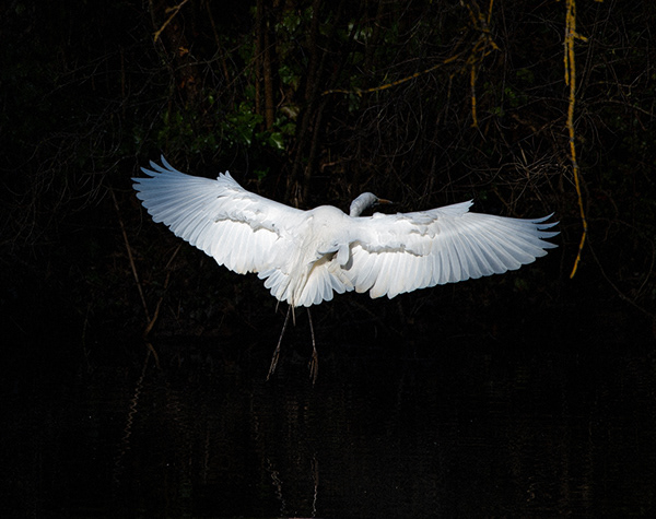 Petit Camargue 