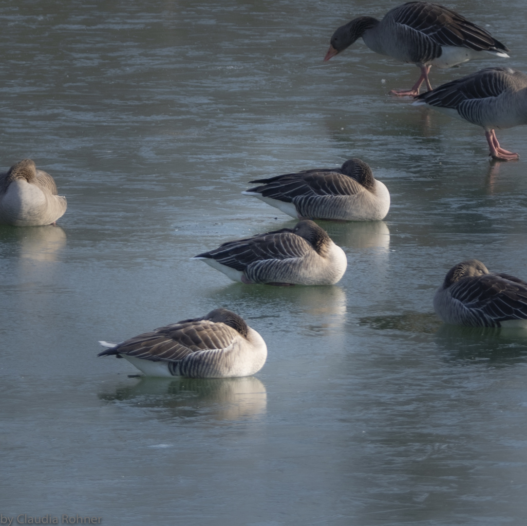 Petit Camargue