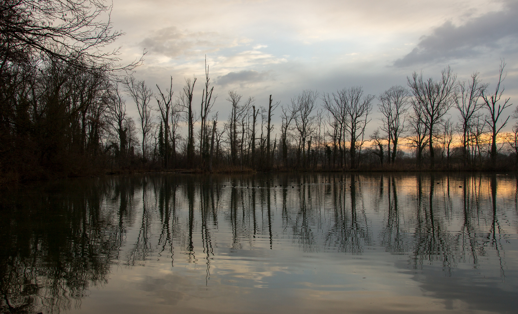 Petit Camarque, Elsass