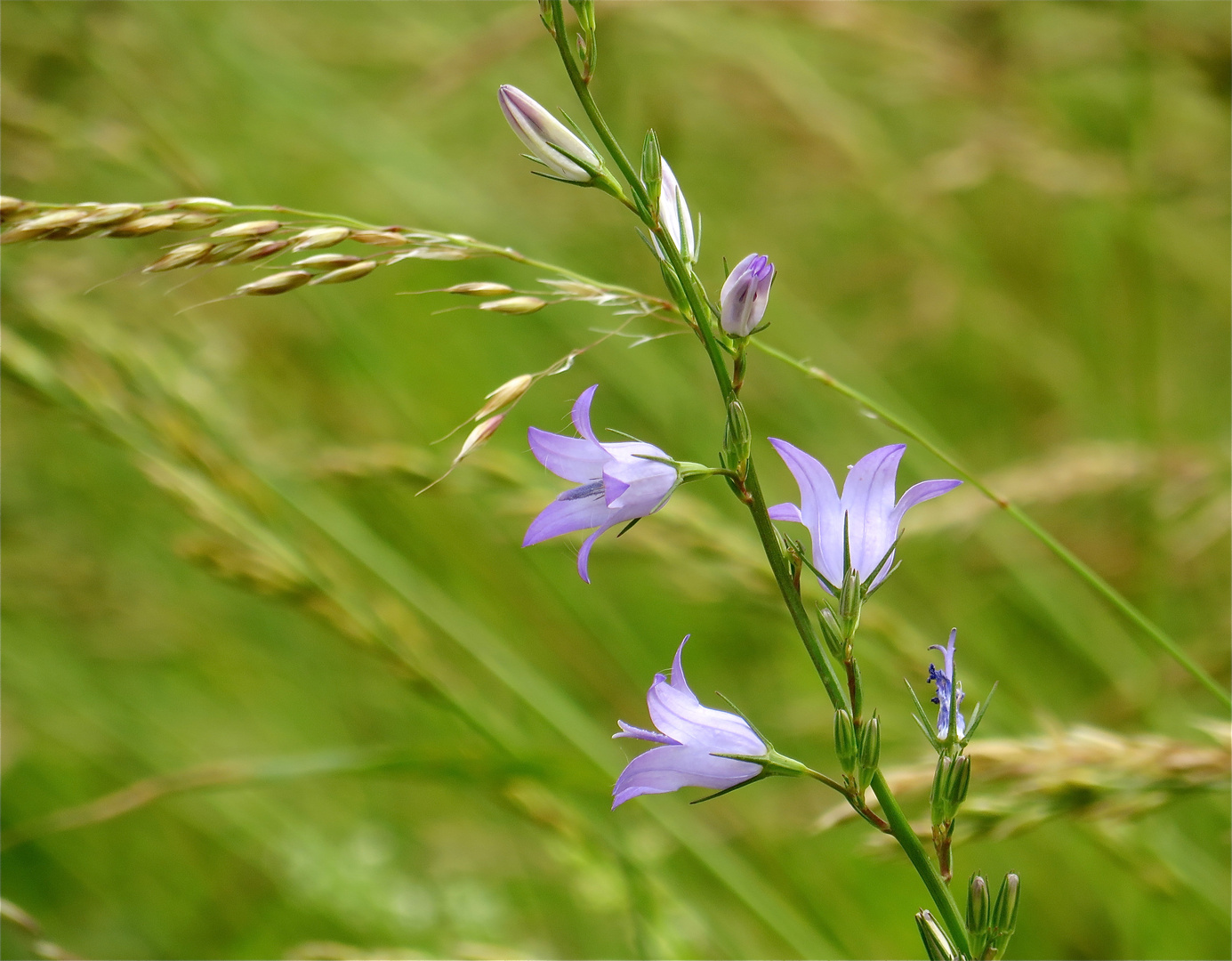 ...petit campanule!!!...