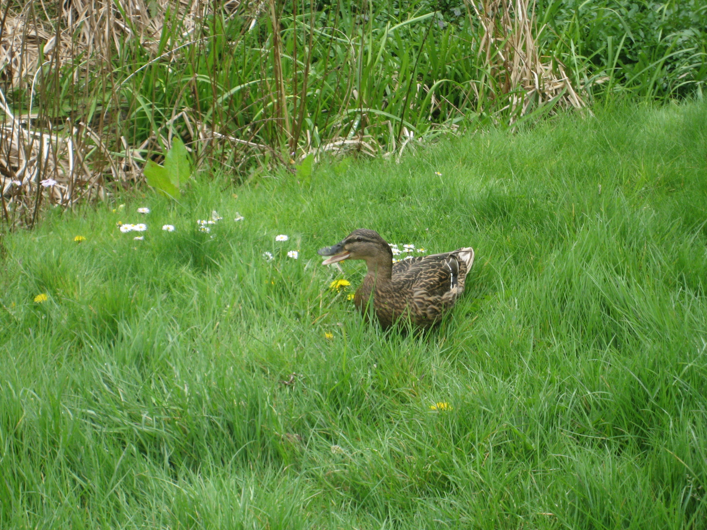 Petit canard