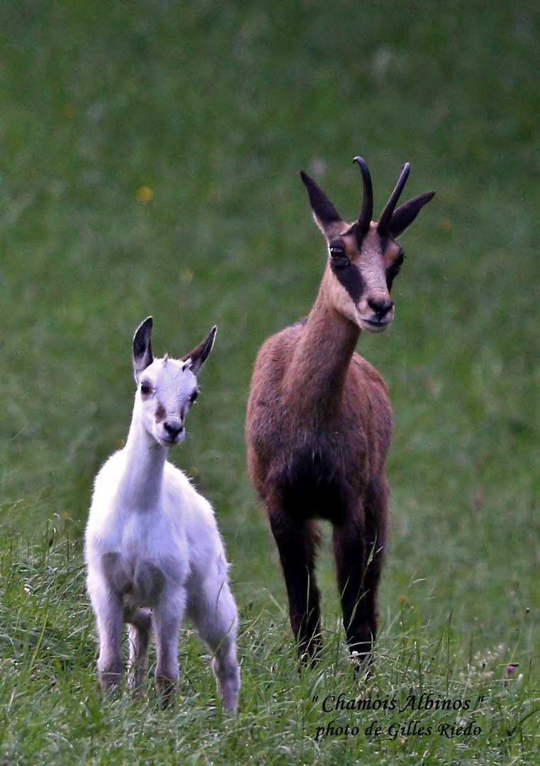 petit chamois blanc