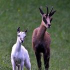 petit chamois blanc