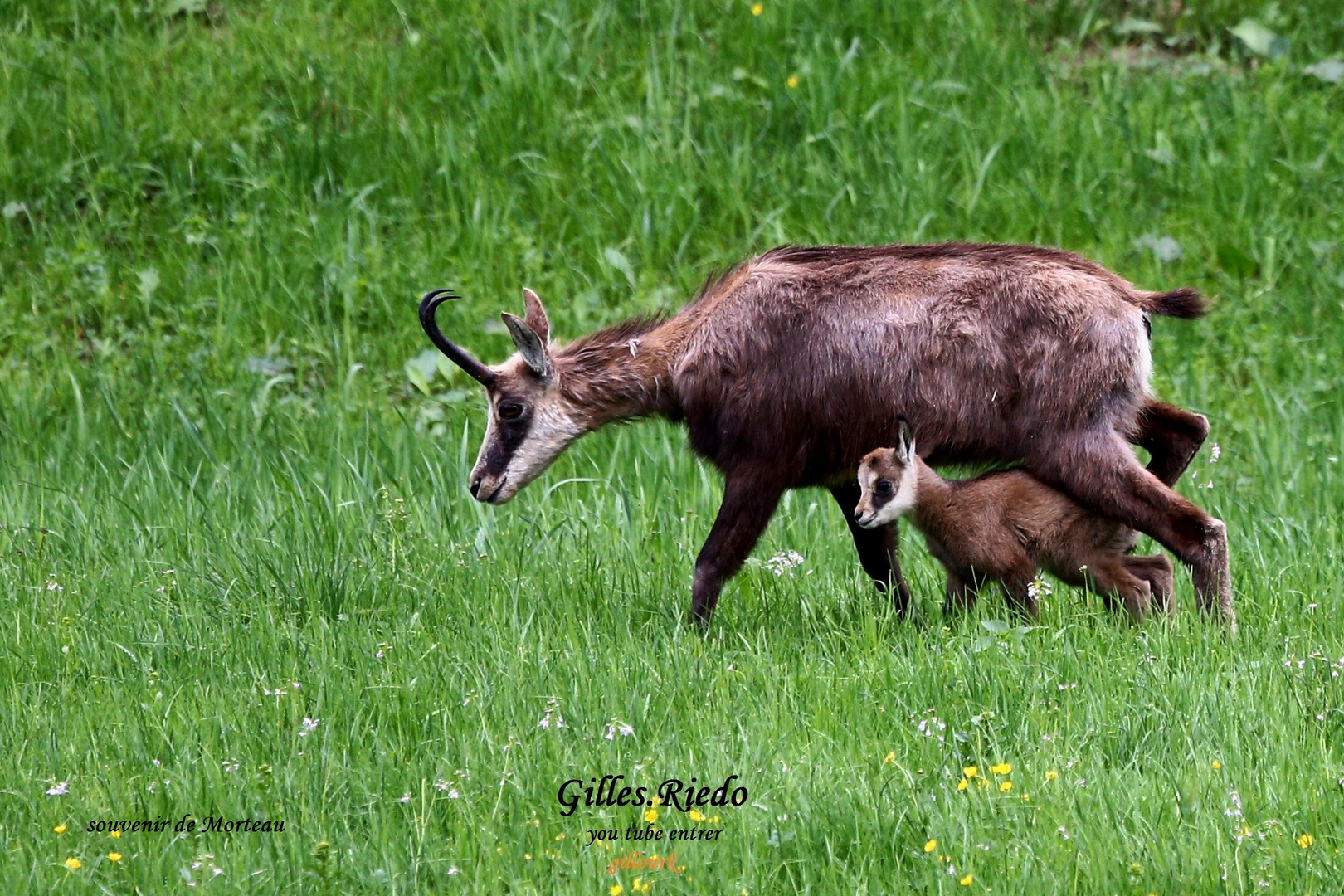 petit chamois qui s'abrite sous sa mère