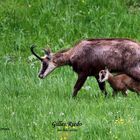 petit chamois qui s'abrite sous sa mère