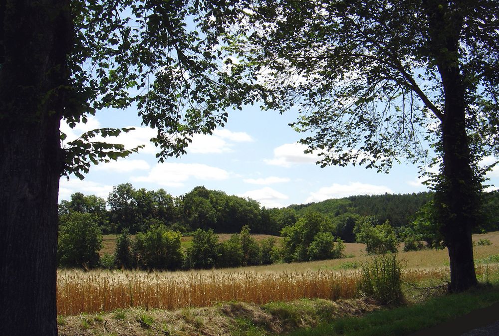Petit champ de blé à maturité (Gers Nord)