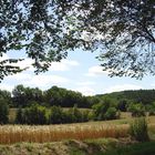 Petit champ de blé à maturité (Gers Nord)