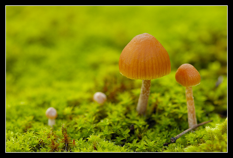 Petit champignon 1