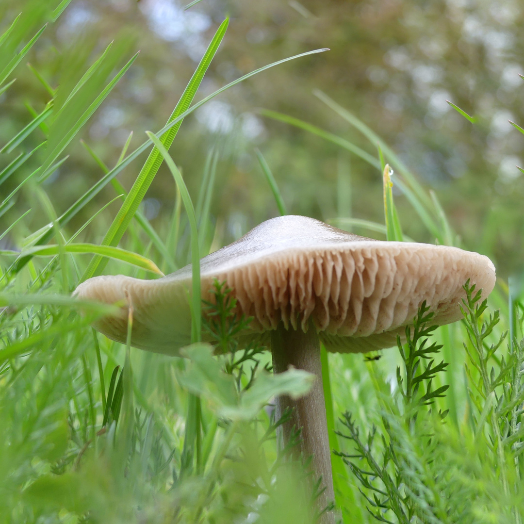 Petit champignon