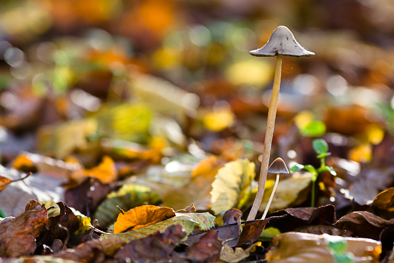 Petit champignon deviendra ...