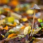 Petit champignon deviendra ...