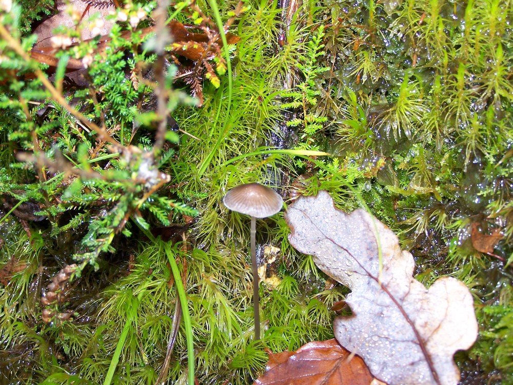 petit champignon qui cherche la lumière