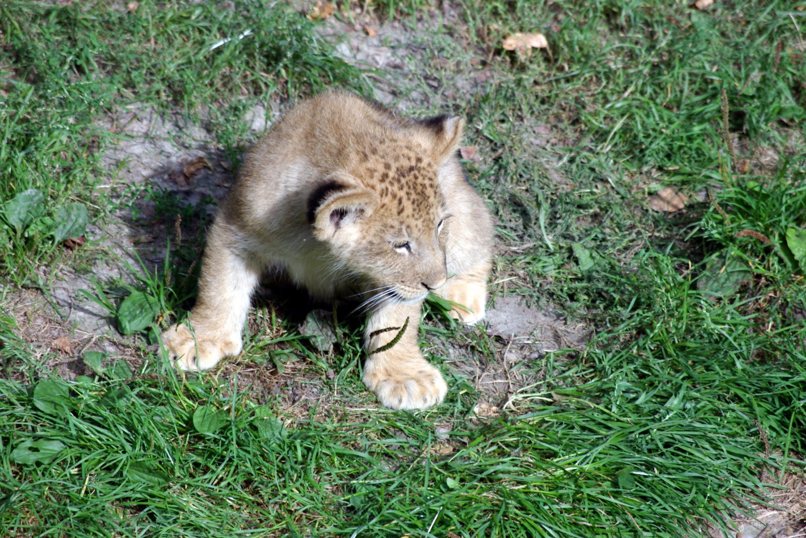 petit chat au CERZA