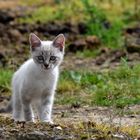 petit chat blanc tigre  