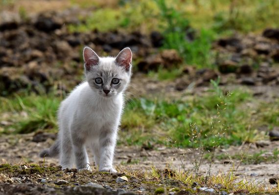 petit chat blanc tigre  