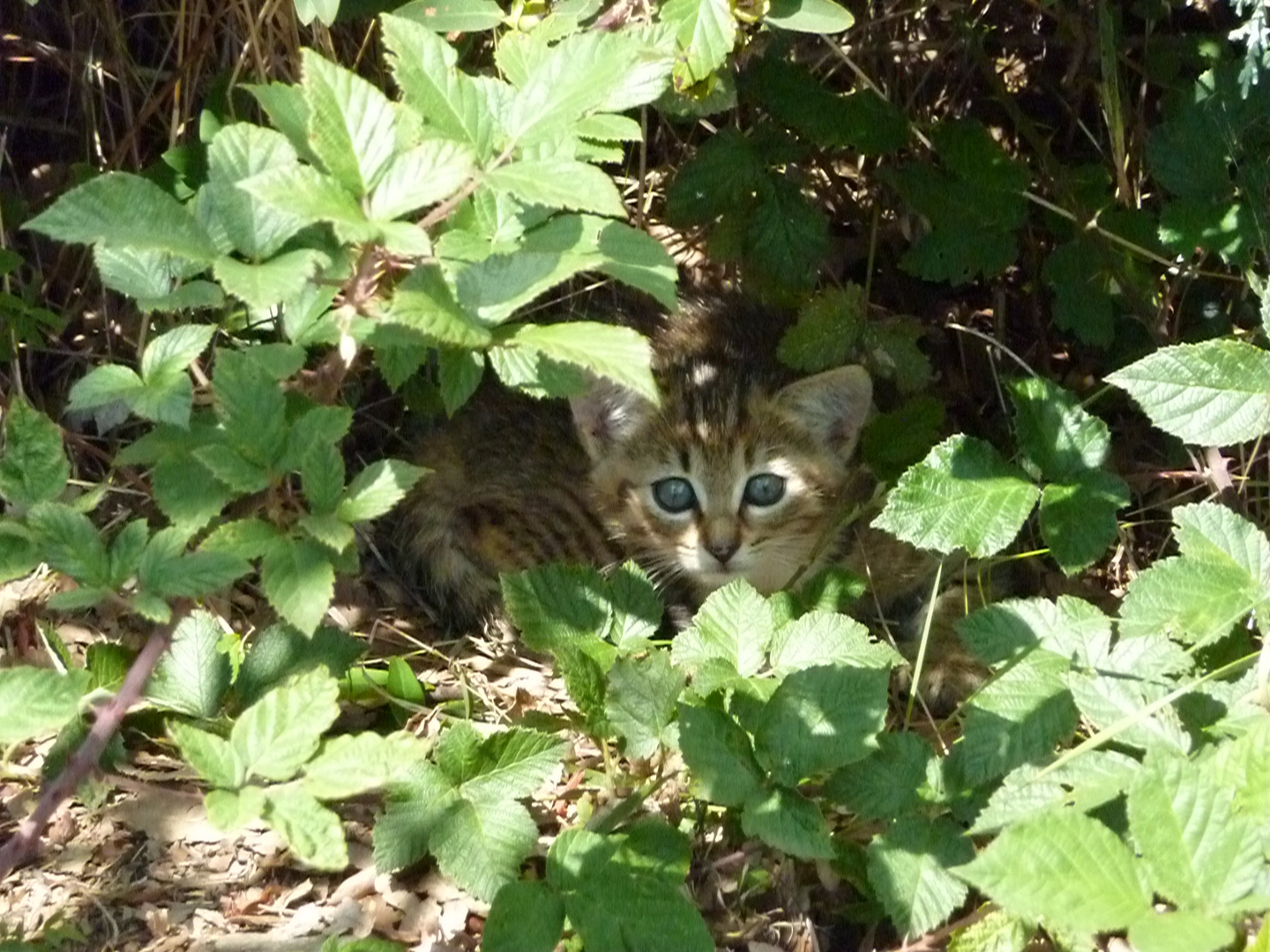 Petit chaton caché