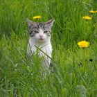 Petit chaton dans la prairie