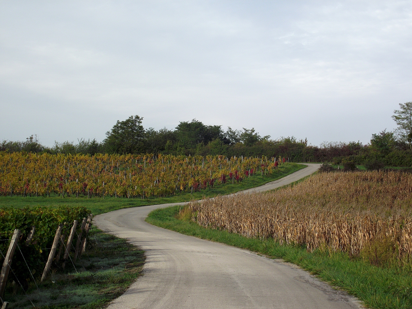 PETIT CHEMIN DE CAMPAGNE