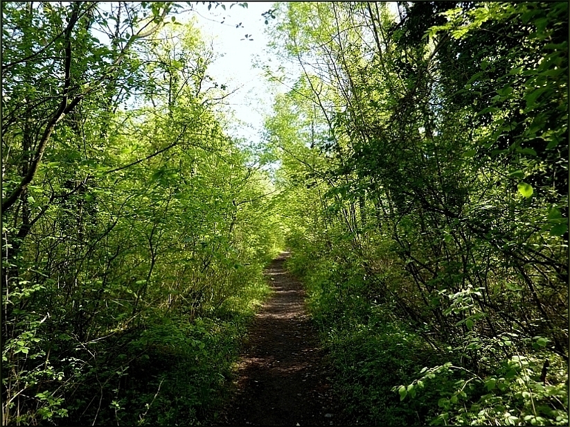 Petit chemin de campagne