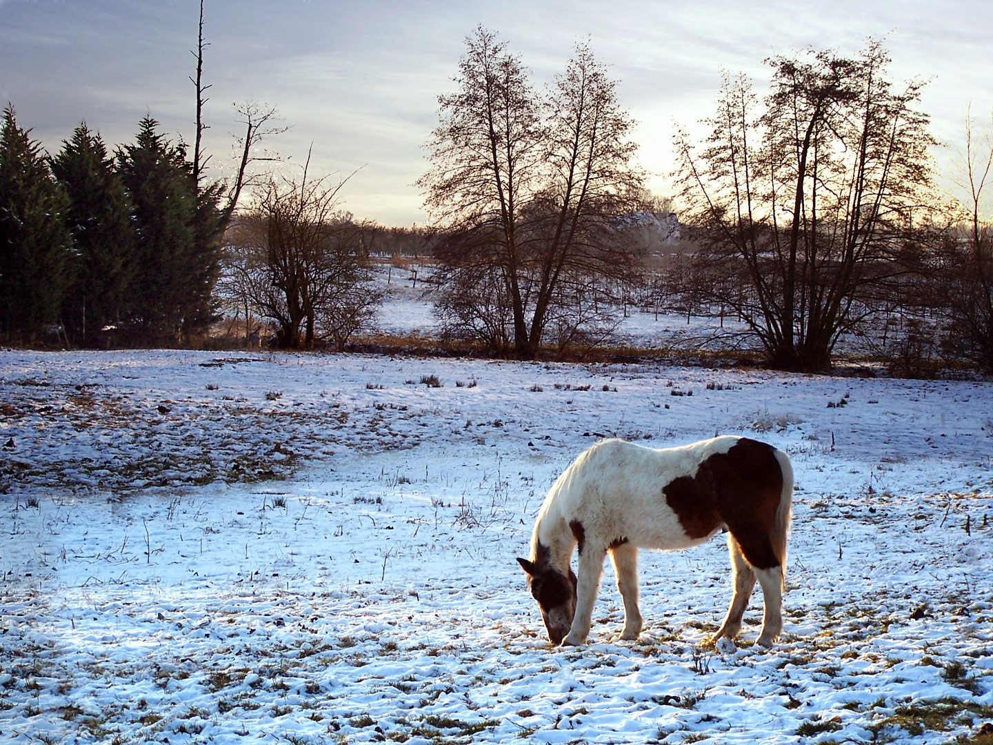 Petit cheval dans la neige