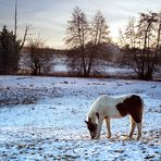 Petit cheval dans la neige